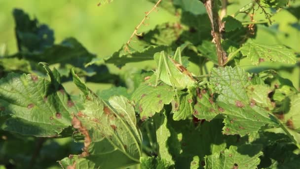 Large Green Locust Crawls Bush Light Breeze Sways Leaves Close — Stock Video