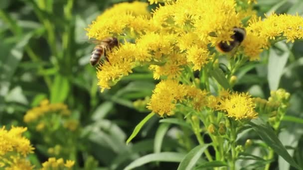 Méhek Poszméhek Egy Mimózavirágon Nektárt Gyűjtenek Közelről Fényes Nappal — Stock videók