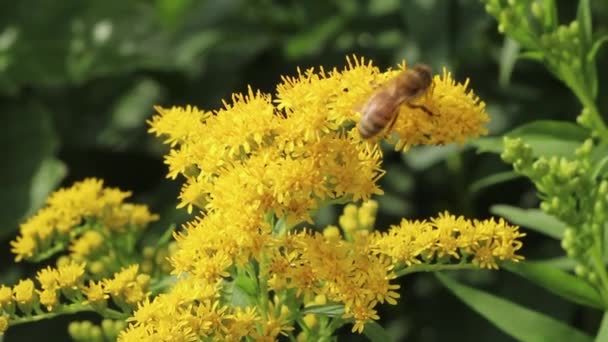 Egy Méh Egy Mimózavirágon Nektárt Gyűjt Hajnalban Közelről — Stock videók