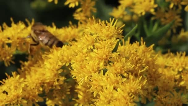 Egy Méh Egy Mimózavirágon Nektárt Gyűjt Hajnalban Közelről — Stock videók
