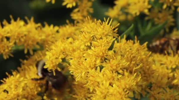 黄花在黎明的阳光下绽放 蜜蜂和大黄蜂在花朵上工作 后续行动 — 图库视频影像