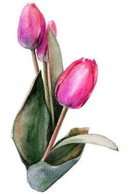 tulips. bouquet of flowers. Spring. watercolor