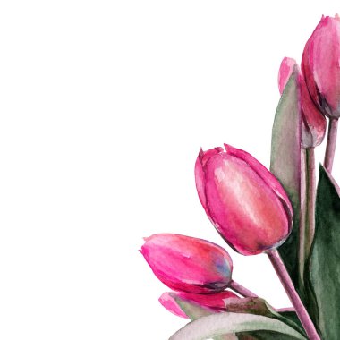 tulips. bouquet of flowers. Spring. watercolor
