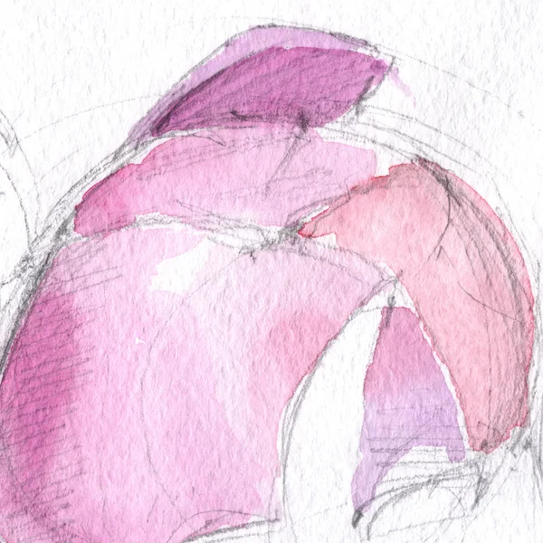 sketch. peony bud. flower petals. watercolor