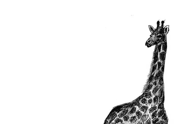 Giraffe Graphics Africa Picture — Stok fotoğraf