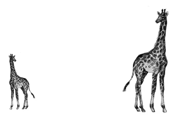 Gráficos Girafa África Quadro — Fotografia de Stock