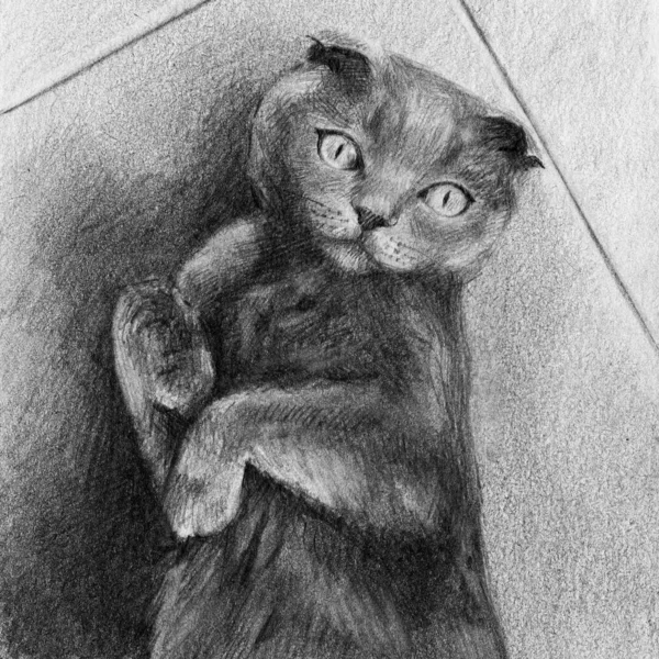 Scottish Fold Cat Pencil Drawing Lying Floor — Stok fotoğraf