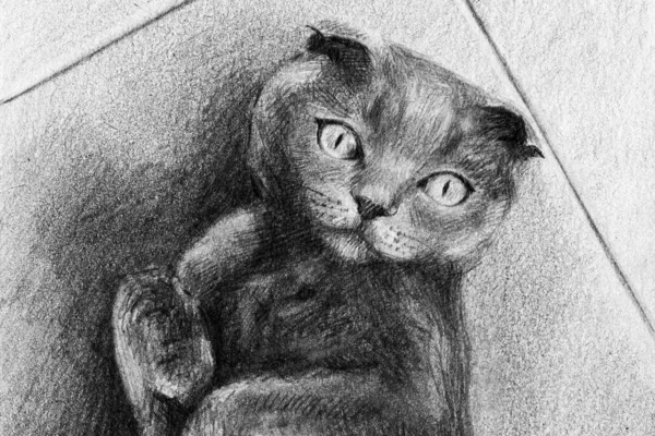 Scottish Fold Cat Pencil Drawing Lying Floor — Stok fotoğraf