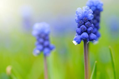Üzüm sümbül veya Muscari Latifolium botryoides çiçek soğanı makro