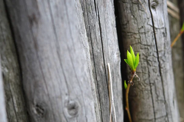 Nuevo brote fresco que crece a través de viejos troncos de madera —  Fotos de Stock