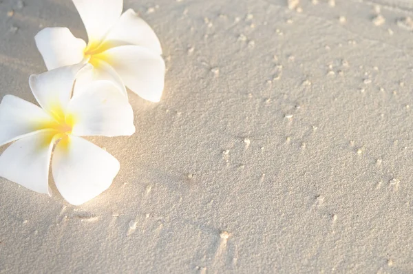 Twee bloemen van de plumeria op zonsondergang zand strand — Stockfoto