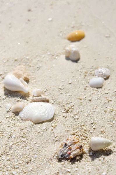 Conchas marinhas naturais na praia de areia — Fotografia de Stock