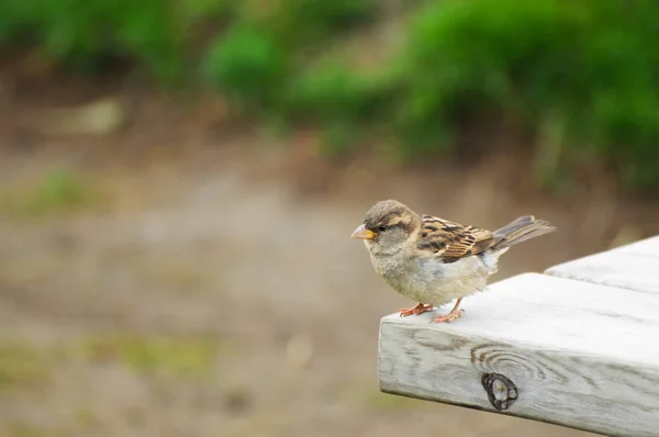 Haussperling oder Passant domesticus am Tischrand — Stockfoto