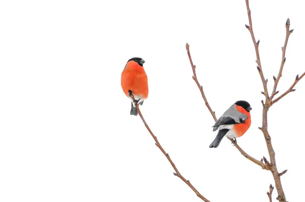 Two bullfinches sitting on branch isolated on white background — Stock Photo, Image