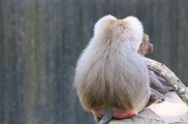 Lonely baboon turned away showing his back in zoo
