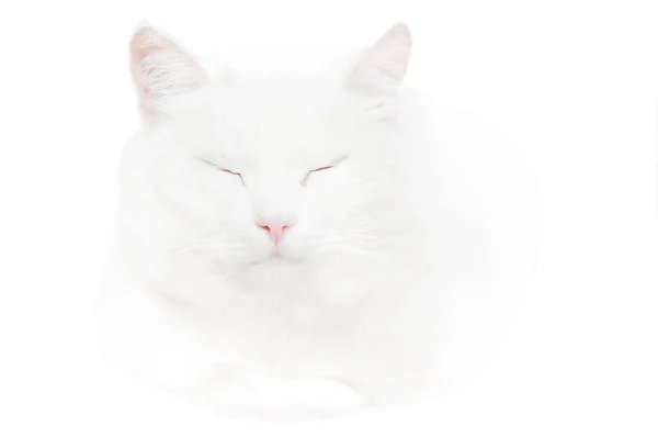 Weiße ruhige Katze mit geschlossenen Augen isoliert auf weißem Hintergrund — Stockfoto