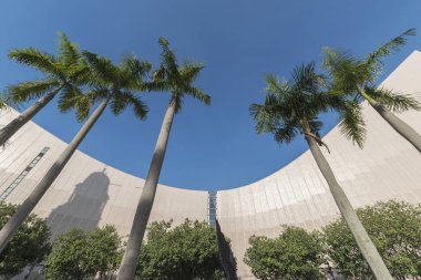 Hong Kong 'daki halk parkında palmiye ağacı 