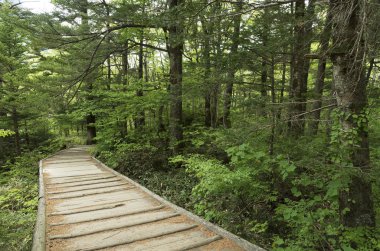 iz Hotaka dağ aralığında, Kamikochi Milli Parkı, Kamikochi, Japonya hiking üzerinde ahşap yaya köprüsü
