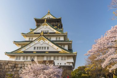 Japonya 'da çiçek açan sakura çiçekli Osaka kalesi