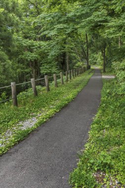 Yazın Ormanda Yeşil Yol