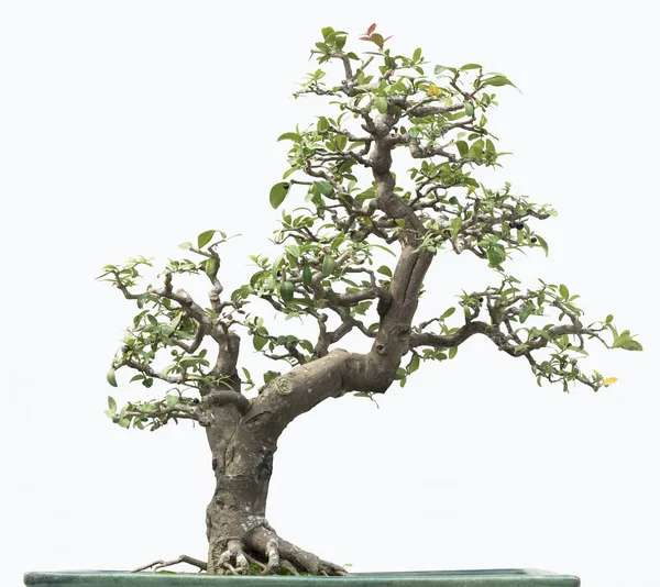 Pino bonsai. Isolato su sfondo bianco — Foto Stock