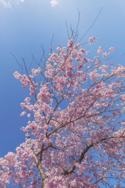 Mavi arkaplanlı güzel kiraz çiçeği sakura.