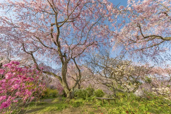 Розовые Цветки Сакуры Растущие Японском Саду Естественный Фон — стоковое фото