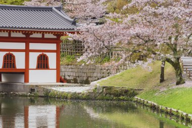 Uji, Kyoto, Japonya 'daki Japon bahçesinde çiçek açan sakura ağacı.