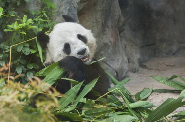 Dev panda bambu yaprağı yiyor.