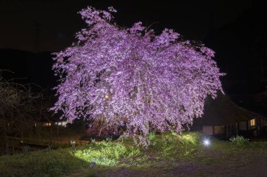 Sakura Japon Bahçe çiçek ağacında geceleri çiçeklenme