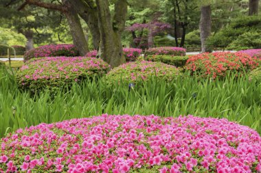 Bahar mevsiminde bahçede renkli bir çiçek. Doğal arkaplan