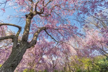 Mavi arkaplanlı güzel sakura çiçeği