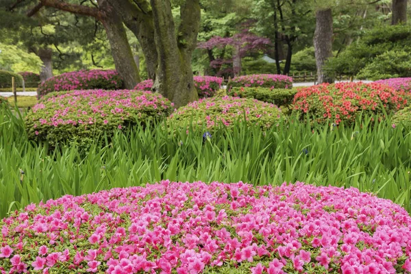 Bahar mevsiminde bahçede renkli bir çiçek. Doğal arkaplan