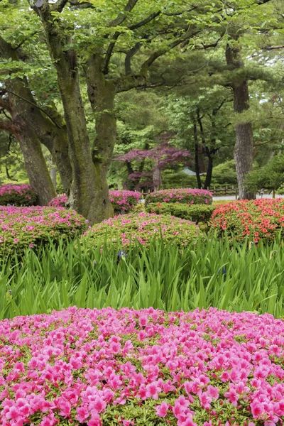 Bahar mevsiminde bahçede renkli bir çiçek. Doğal arkaplan