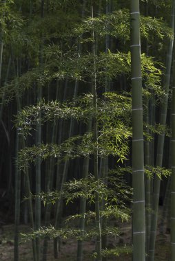 Arashiyama, Kyoto, Japonya 'daki bambu ormanı.