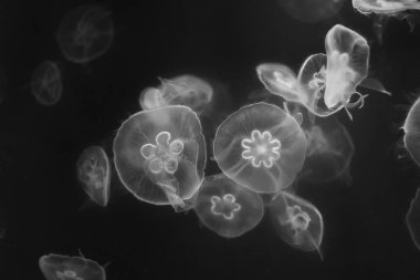 Siyah beyaz denizanası.