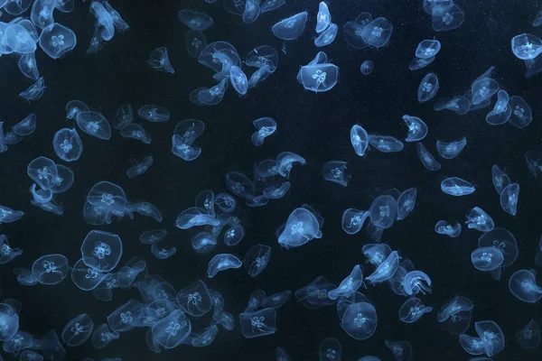 Akvaryumda yüzen mavi ışıkla aydınlatılmış küçük denizanaları.. — Stok fotoğraf