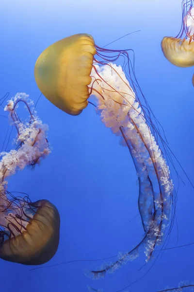 Μέδουσες Πορτοκαλιού Chrysaora Fuscescens Τσουκνίδα Ειρηνικού Γαλαζοπράσινα Νερά — Φωτογραφία Αρχείου