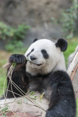 Dev panda bambu yaprağı yiyor.