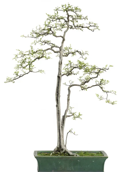 Bonsai Pine Tree Isolated White Background — Stock Photo, Image
