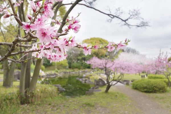 Цветущая сакура цветок дерево в саду или парке. Весенний фон — стоковое фото