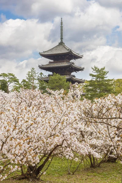 Beautiful sakura flower blossom at Ninna-ji temple, Kyoto, Japan — Stock Photo, Image