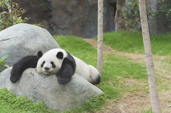 可爱的大熊猫熊睡在动物园 — 图库照片
