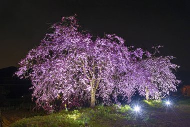 Sakura Japon Bahçe çiçek ağacında geceleri çiçeklenme