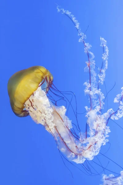 Помаранчеві Медузи Chrysaora Fuscescens Або Тихоокеанська Морська Нетля Блакитній Морській — стокове фото