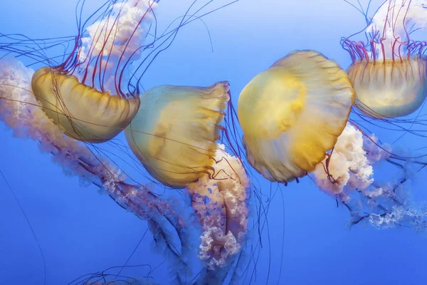 Помаранчеві Медузи Chrysaora Fuscescens Або Тихоокеанська Морська Нетля Блакитній Морській — стокове фото
