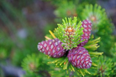 Kırmızı olanlar kozalaklı ağaçta..