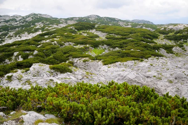 Montañas Piedra Blanca Piedra Caliza Llanura Montañosa Con Plantas Coníferas — Foto de Stock