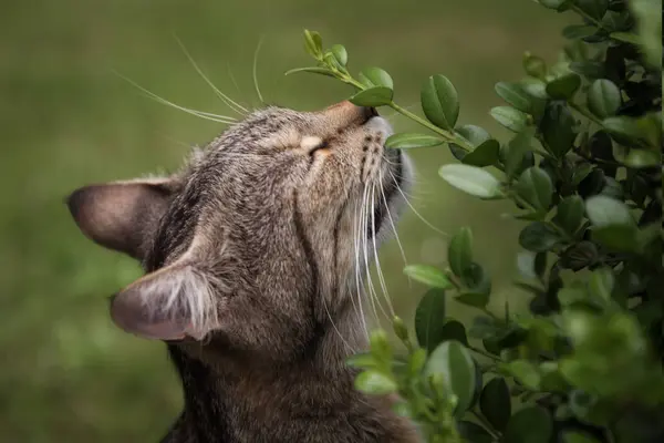 Tabby cat sniffs green grass in the garden