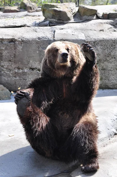 Brown bear sits on his back and shows heels